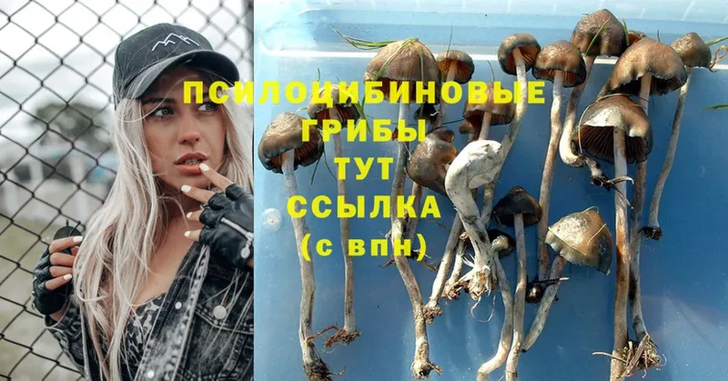 купить наркотик  Волхов  Псилоцибиновые грибы Psilocybe 